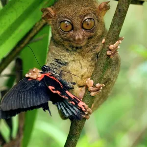 Philippine Tarsier with a butterfly Philippine Tarsier with a butterfly