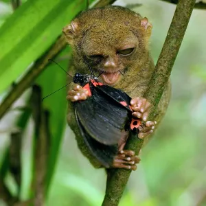 Philippine Tarsier eating a butterfly Philippine Tarsier eating a butterfly