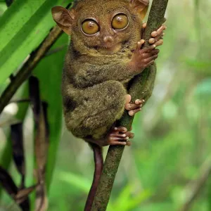 Philippine Tarsier hides and rests during daytime Philippine Tarsier hides and rests during daytime