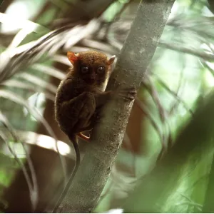 PHILIPPINE TARSIER - in tree PHILIPPINE TARSIER - in tree