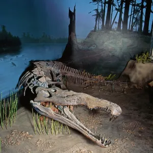 PHYTOSAUR / PARASUCHIAN - FOSSIL SKELETON PHYTOSAUR / PARASUCHIAN - FOSSIL SKELETON