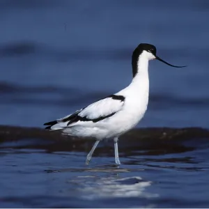 Pied AVOCET- wading in shallow water Pied AVOCET- wading in shallow water