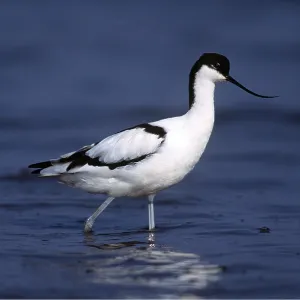 Pied AVOCET- walking in shallow water Pied AVOCET- walking in shallow water