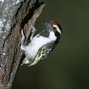 Pied Barbet - on tree trunk Pied Barbet - on tree trunk