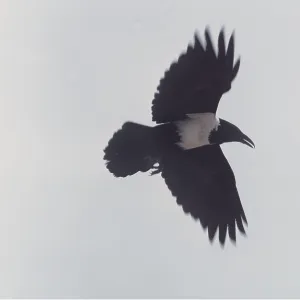 PIED CROW PIED CROW