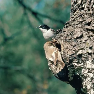 Pied Flycatcher - female nest building & male on look out Pied Flycatcher - female nest building & male on look out