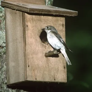 Pied Flycatcher - Female at nestbox