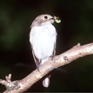 PIED FLYCATCHER - insect in beak, female