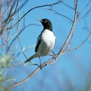 Pied Honeyeater - juvenile Pied Honeyeater - juvenile