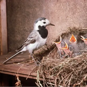 Pied / White WAGTAIL - with chicks in nest Pied / White WAGTAIL - with chicks in nest