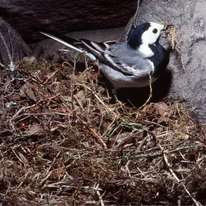 Pied / White WAGTAIL - female building nest Pied / White WAGTAIL - female building nest
