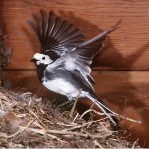 Pied / White WAGTAIL - female at nest, with wings spread Pied / White WAGTAIL - female at nest, with wings spread