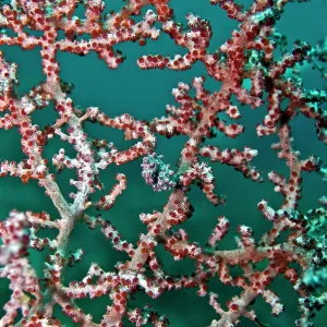 Pigmy Seahorse - living in seafans of similar colour Pigmy Seahorse - living in seafans of similar colour
