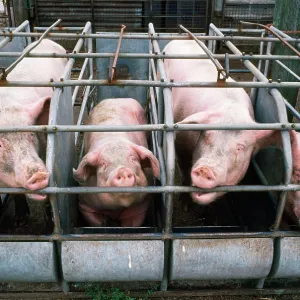 PIGS - In rearing pens PIGS - In rearing pens