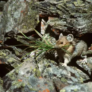 PIKA - carrying winter food PIKA - carrying winter food