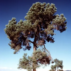 PINE PINYON TREE