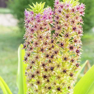 Pineapple Lily, Eucomis comosa Pink Gin, flowers Pineapple Lily, Eucomis comosa Pink Gin, flowers