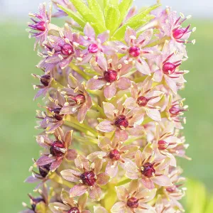 Pineapple Lily, Eucomis comosa Pink Gin, flowers Pineapple Lily, Eucomis comosa Pink Gin, flowers