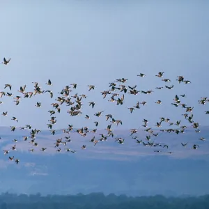 Pink-Footed GEESE - In flight Pink-Footed GEESE - In flight