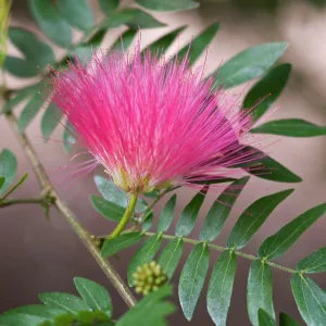 Pink Powder Puff Pink Powder Puff
