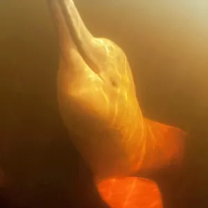 Pink River dolphin or Boto, Inia geoffrensis, Acajatuba Lake Pink River dolphin or Boto, Inia geoffrensis, Acajatuba Lake