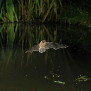 Pipistrelle Bat - in flight above a forest pond Pipistrelle Bat - in flight above a forest pond