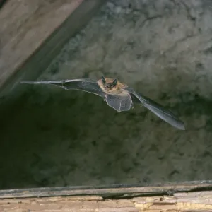 Pipistrelle BAT - in flight in rooftop loft Pipistrelle BAT - in flight in rooftop loft