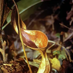PITCHER PLANT PITCHER PLANT
