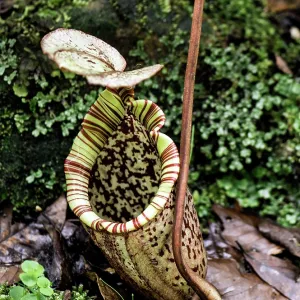 Pitcher Plant