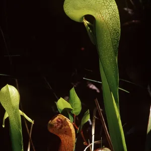 PITCHER PLANT / COBRA LILY PITCHER PLANT / COBRA LILY