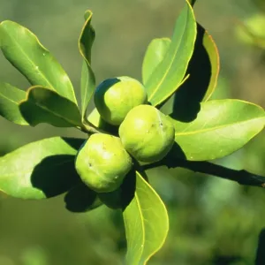 PITTOSPORUM tobira - fruit PITTOSPORUM tobira - fruit