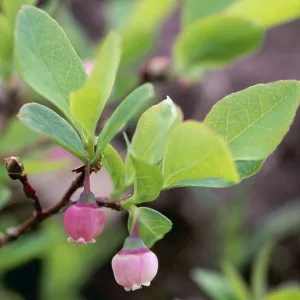 PLANT - Black / Mountain HUCKLEBERRY, in flower PLANT - Black / Mountain HUCKLEBERRY, in flower