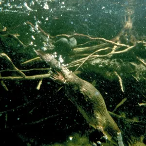 Platypus - diving under water Platypus - diving under water