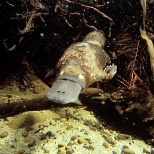 Platypus - foraging under water Platypus - foraging under water