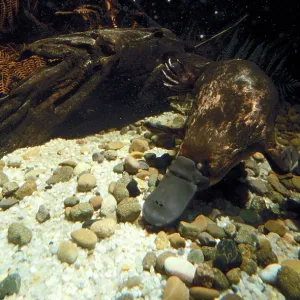Platypus - foraging under water Platypus - foraging under water