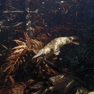 Platypus - foraging under water Platypus - foraging under water