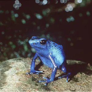 Poison Arrow / Dart Frog Poison Arrow / Dart Frog