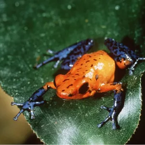 POISON ARROW / DART FROG - ON LEAF POISON ARROW / DART FROG - ON LEAF