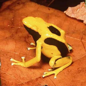POISON ARROW / DART FROG - ON LEAF POISON ARROW / DART FROG - ON LEAF