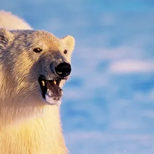 Polar Bear - close-up Polar Bear - close-up