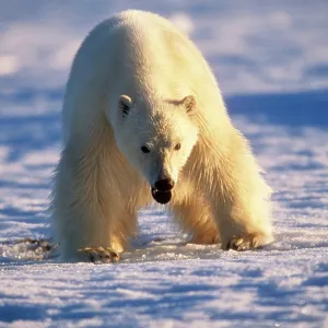 Polar Bear - close-up Polar Bear - close-up