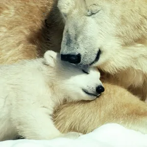 POLAR BEAR & cub POLAR BEAR & cub