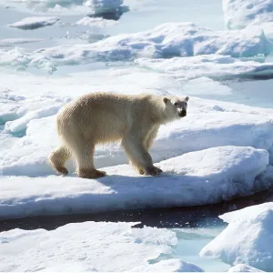 POLAR BEAR on ice flow
