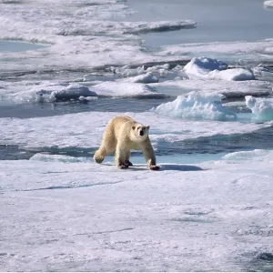 POLAR BEAR on ice flow