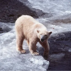 POLAR BEAR - standing on ice POLAR BEAR - standing on ice
