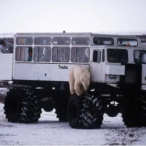 POLAR BEAR - standing on wheel of tourist van POLAR BEAR - standing on wheel of tourist van