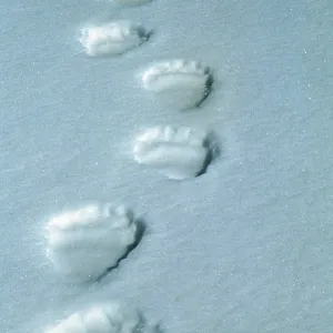 Polar BEAR - tracks Polar BEAR - tracks