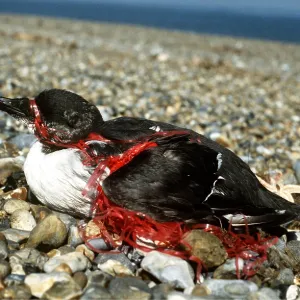 POLLUTION - GUILLEMOT, Entangled in twine POLLUTION - GUILLEMOT, Entangled in twine
