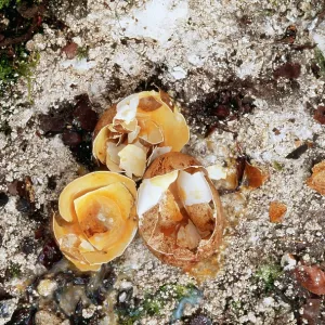 Pollution - Nest of Peregrine Falcon, eggs broken due to DDT