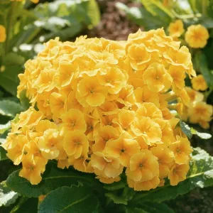 POLYANTHUS - cultivated POLYANTHUS - cultivated